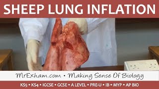 Real sheep lung inflation  GCSEA LevelIB Biology [upl. by Brocky463]