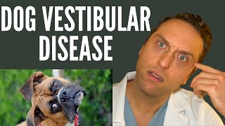 Veterinarian Explains  Vestibular Disease [upl. by Ilime]