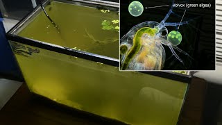 Raising Daphnia for the Freshwater Aquarium [upl. by Bohannon]