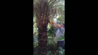 How to Trim a Pindo Palm [upl. by Lanos881]