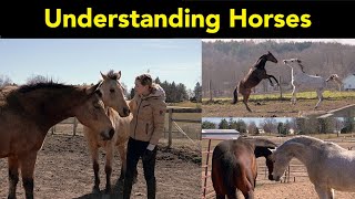 Horse Behavior and Body Language 🐴 [upl. by Stonwin]