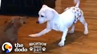 This Puppy Mill Dog Is Finally About To Get A Family  The Dodo Adoption Day [upl. by Taite]