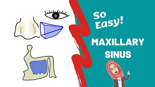 Anatomy of Maxillary Sinus PART ONE [upl. by Ttereve]