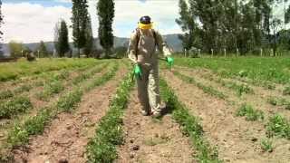 Pesticidewise spot spraying herbicides [upl. by Annaiuq40]