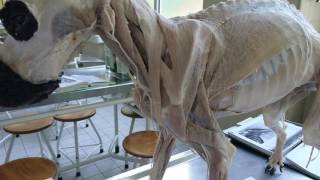 Schultergürtelmuskulatur Hund am Plastinat [upl. by Hpesojnhoj]