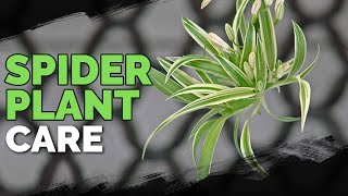 Spider Plant Care How To Grow Chlorophytum Comosum [upl. by Bayard]