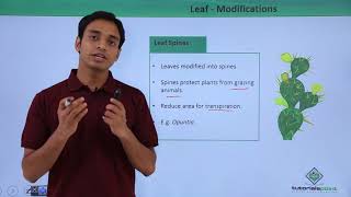 Class 11th – Leaf – Modifications  Morphology of Flowering Plants  Tutorials Point [upl. by Strepphon]