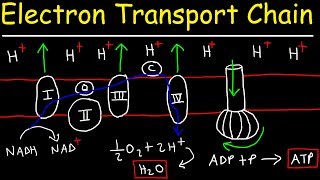 Citric Acid Cycle Krebs Cycle Made Easy [upl. by Staw12]