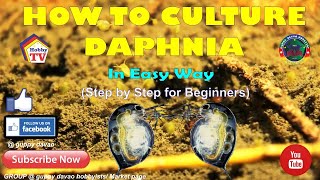 HOW TO CULTURE DAPHNIA In Easy Way [upl. by Ecinna693]