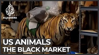 The black market animal business [upl. by Aneehs]