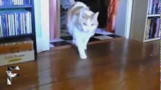 Compilation de Chats qui parlent [upl. by Aihsekal]