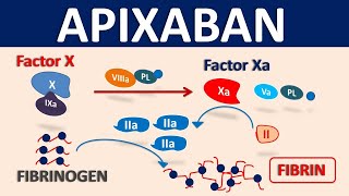 Apixaban Eliquis as blood thinner  Mechanism precautions amp interactions [upl. by Hctim]