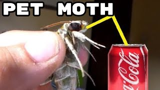 FEEDING Pet Moth What do moths eat Bart Coppens tutorial [upl. by Lari]