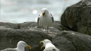 How Nature Works Gull Territoriality [upl. by Namya]