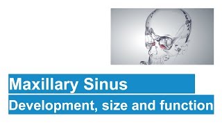 Maxillary Sinus In Detail [upl. by Luca]