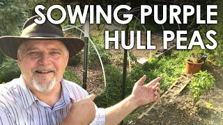 How to Sow Purple Hull Peas  Black Gumbo [upl. by Atnim]