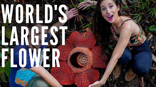 Worlds Largest Flower Rafflesia Hunting with Dear Alyne in Kinabalu National Park Ranau Sabah [upl. by Alyel]